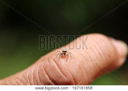 The little colorful spiders collection in the garden.