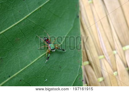 The little colorful spiders collection in the garden.