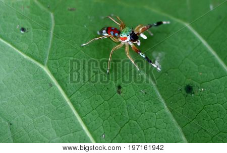 The little colorful spiders collection in the garden.