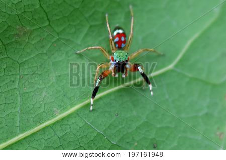 The little colorful spiders collection in the garden.