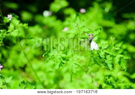 Small Cabbage Butterfly White On Flower