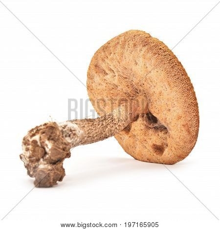 leccinum scabrum mushroom isolated on whit background
