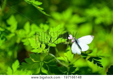 Small Cabbage Butterfly White On Flower