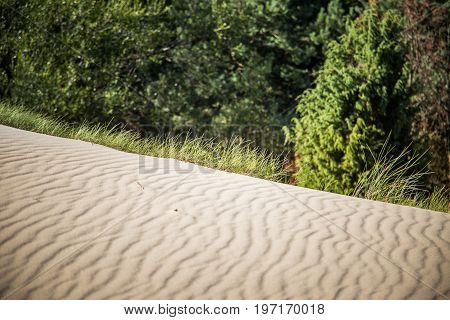 A beautiful sand dunes in a Neringa National park. Travel photo