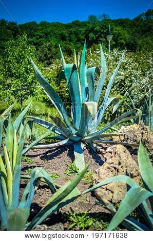 One Big Blue Agave Plant Stone Rock Desert,