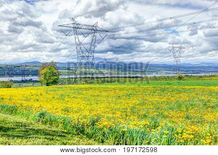 Ile D'orleans Landscape With Field Of Yellow Dandelion Flowers In Summer And Electric Power Lines