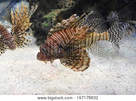 Two firefish swimming on a sandy ocean floor.