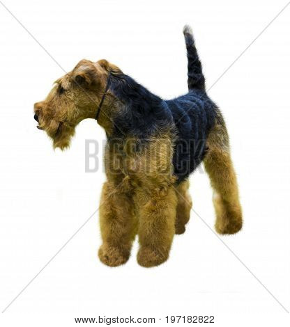 Airedale Terrier dog. Airedale Terrier isolated on white background