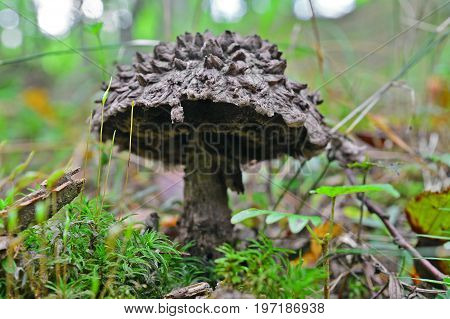 a stromilomyces strobilaceus mushroom in the forest