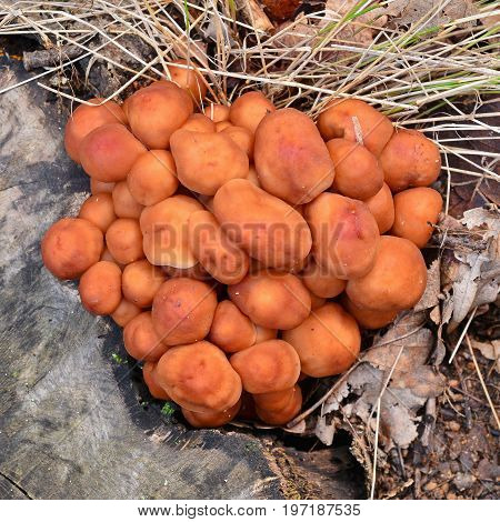 gymnopus (collybia) fusipes mushroom cluster on the ground