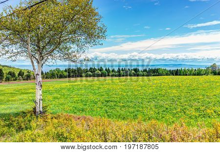 Field of yellow dandelion flowers and white birch tree in Quebec Canada Charlevoix region with green grass and Saint Lawrence river