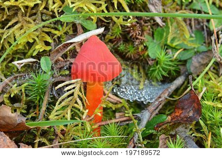 a red hygrocybe conica mushroom in the forest