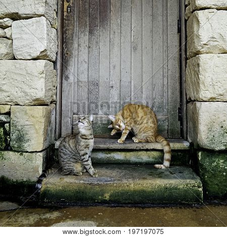 Two young striped cats sitting on the stairs of the old house. Homeless cats. Homeless animals