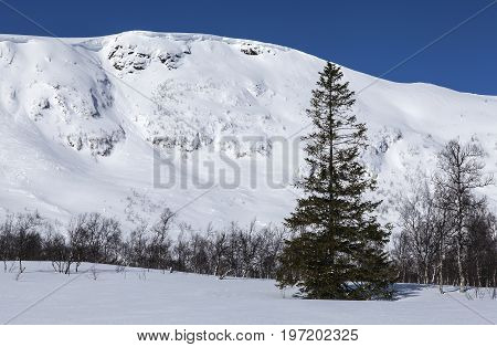Rocks, cliffs on a mountain slope, landscape. Winter, snow and snow-pack. Trees, birches and a fir this side.