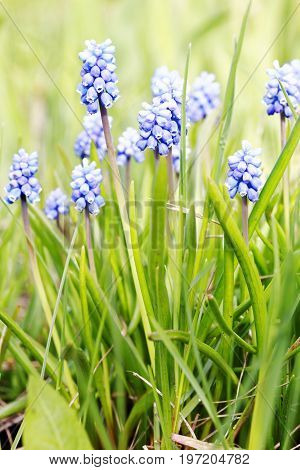 Purple Hyacinth Flowers