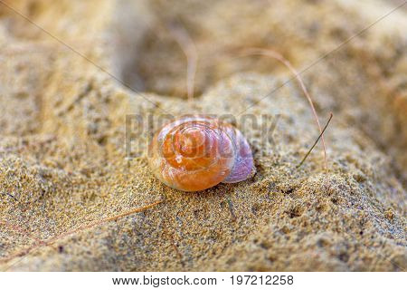 orange spiral sea shell on a sandy beach