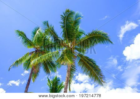 Amazing nature view. Palm trees on bright blue sky background.