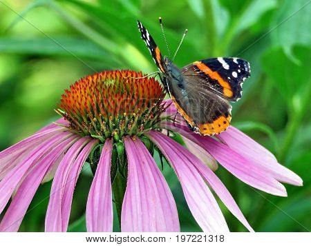 Red Admiral Butterfly on a flower in High Park of Toronto Canada July 21 2017