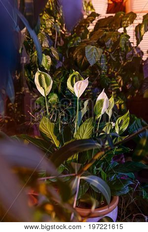 Close Up Of White Flower Spathiphyllum Or Spathiphyllum Spp. Beautiful Flower And Green Leaves In Th
