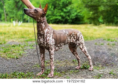 Close up portrait Mexican hairless dog (xoloitzcuintle Xolo) full length on a background of green grass and trees in the park