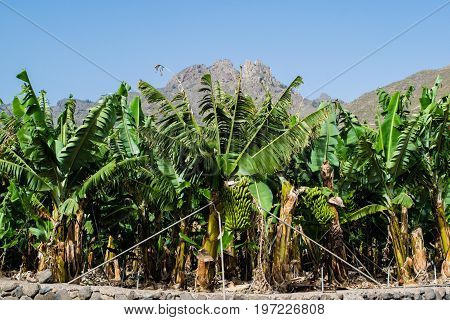 Banana plantation in the mountains, Tenerife, canary islands, Spain
