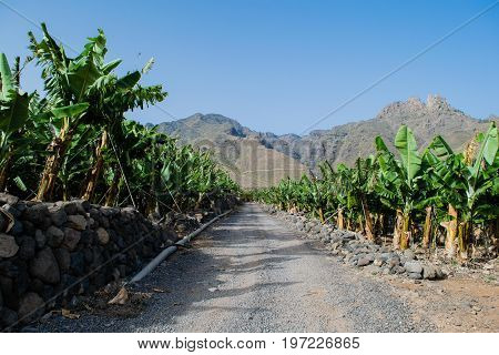Banana plantation in the mountains, Tenerife, canary islands, Spain
