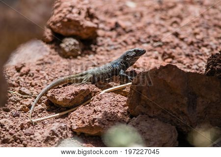A lizard enjoying the sun on a rock in Tenerife, Canary islands, Spain