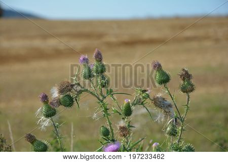 Mauve thistles   (  Carduus acanthoides  )   before grain-field
