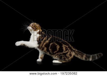 Scottish Fold Cat with tabby Standing and raising paw isolated on Black Background