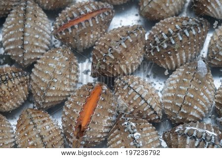 Fresh blood cockle or blood clam (Tegillarca granosa) background shell seafood.