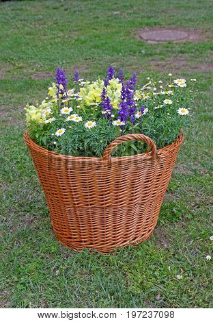 Old wicker basket ful of colorful flowers as a unusual garden decoration. New life for old things