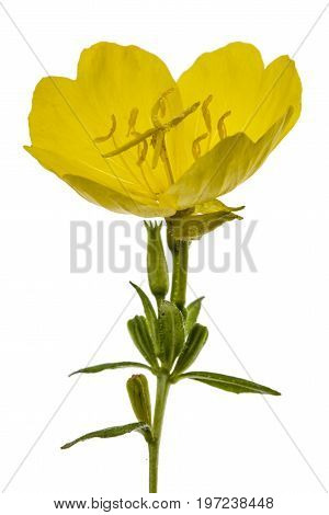 Yellow Flower Of Evening Primrose, Lat. Oenothera, Isolated On White Background