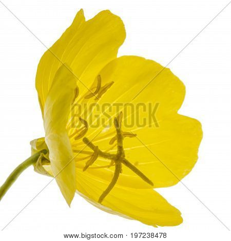 Yellow Flower Of Evening Primrose, Lat. Oenothera, Isolated On White Background