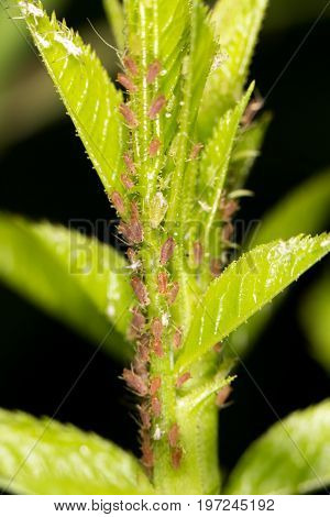 aphids on the plant. close . A photo