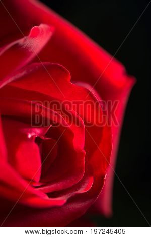 red rose as a background. close . A photo