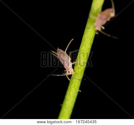 aphids on the plant. close . A photo