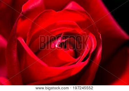 red rose as a background. close . A photo