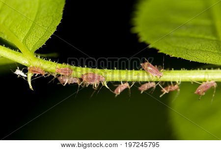 aphids on the plant. close . A photo
