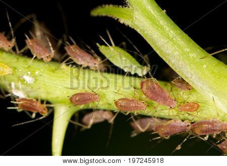 aphids on the plant. close . A photo