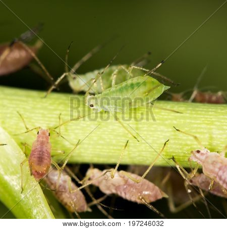aphids on the plant. close . A photo