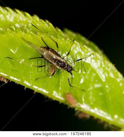 aphids on the plant. close . A photo