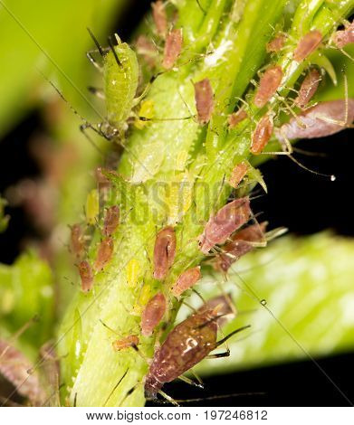 aphids on the plant. close . A photo