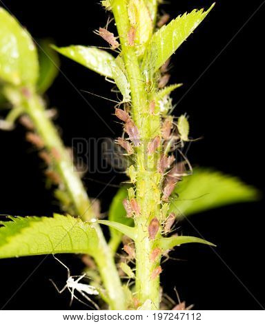 aphids on the plant. close . A photo