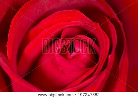 red rose as a background. close . A photo
