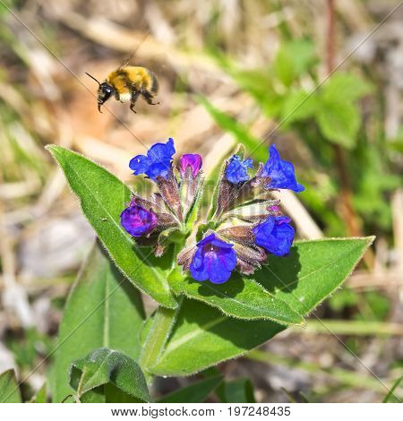 Pulmonaria softest ( lat. Pulmonaria mollis ). Flowering plants and bumblebee ( lat. Bombus ) collecting nectar