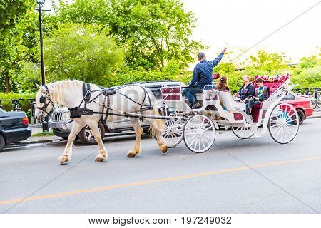 Montreal, Canada - May 27, 2017: Old Town Area With Tour Guide On Road In Horse Carriage Buggy At Ni
