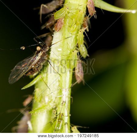 aphids on the plant. close . A photo