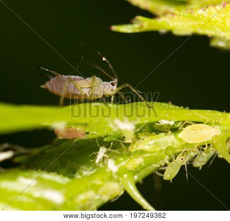 aphids on the plant. close . A photo