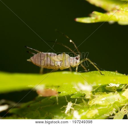 aphids on the plant. close . A photo