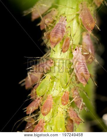 aphids on the plant. close . A photo